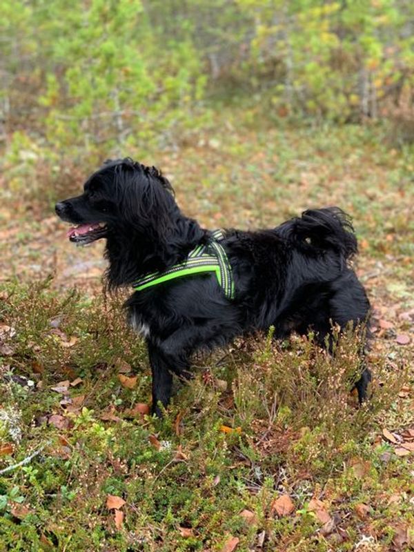 Neon hundesele med refleks og padding