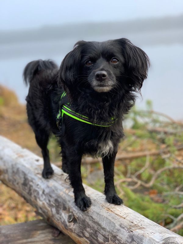 Neon hundesele med refleks og padding