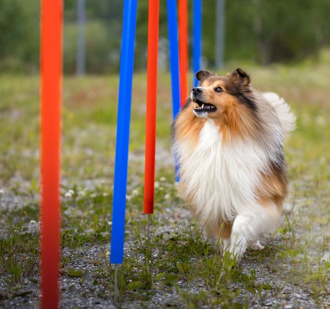 Hovedbilde Agility Slalompinner