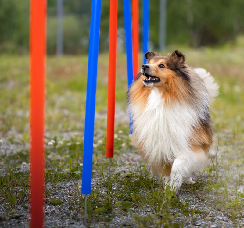 Agility Slalompinner