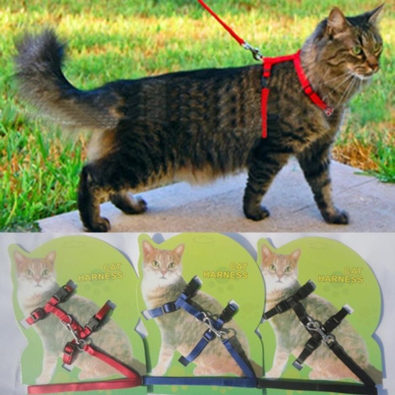 Kattesele med lenke, flere farger