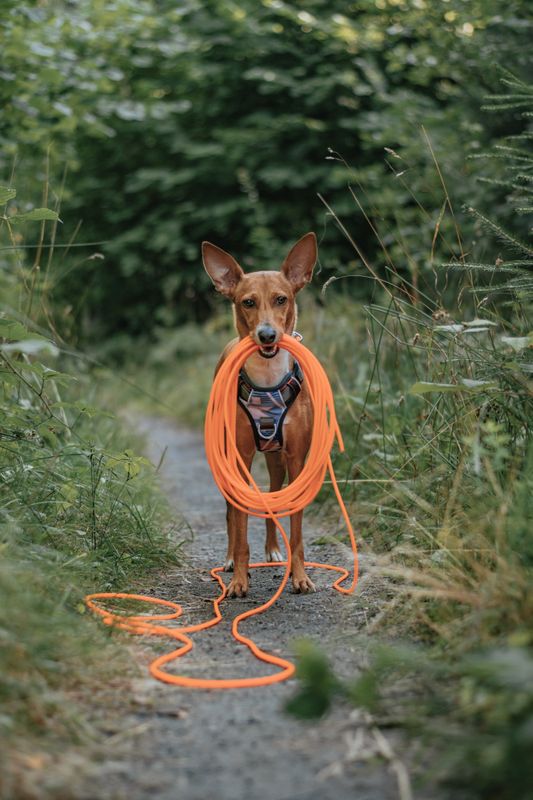 Oransj gummiert sporline / Langline til hund 4mm