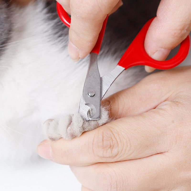 Klosaks for katt og liten hund