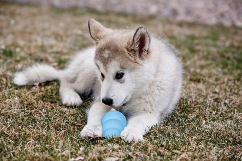 KONG Hundeleke valp Puppy M: 8,5cm