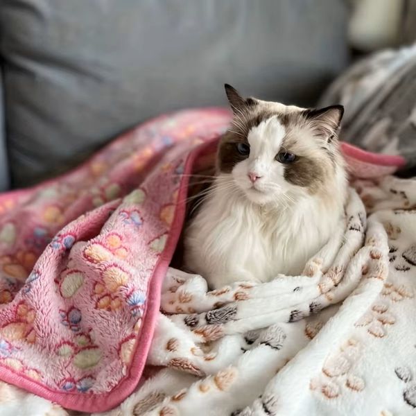 Hovedbilde Lyst hundeteppe med potemønster 75x100cm