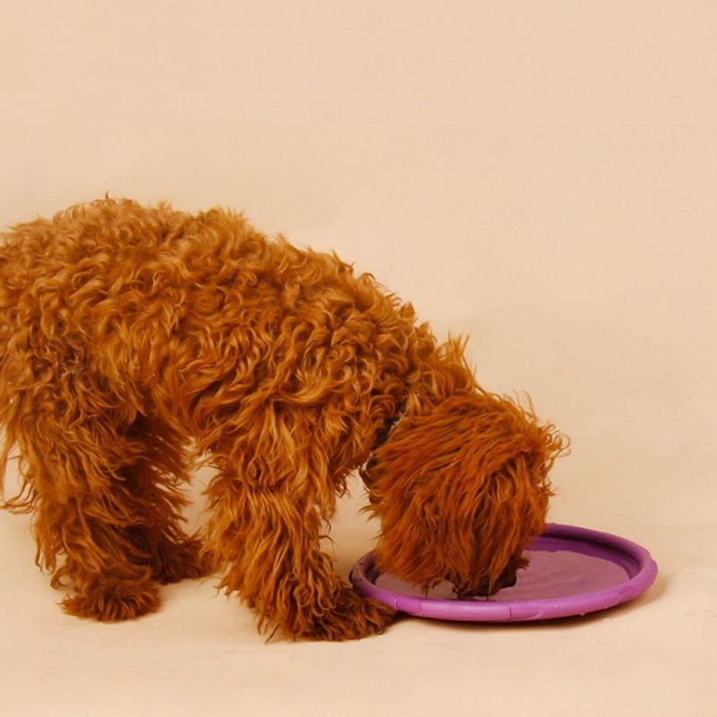 Stor frisbee til hund i gummi 22 cm