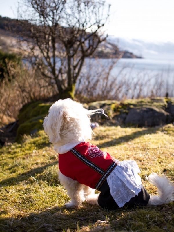 Bunad til hund, hardanger - tispe