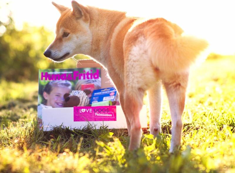 Poteklubben Forundringspakke Hund