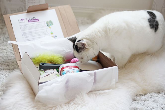 Hovedbilde Poteklubben Katt - Overraskelsespakke