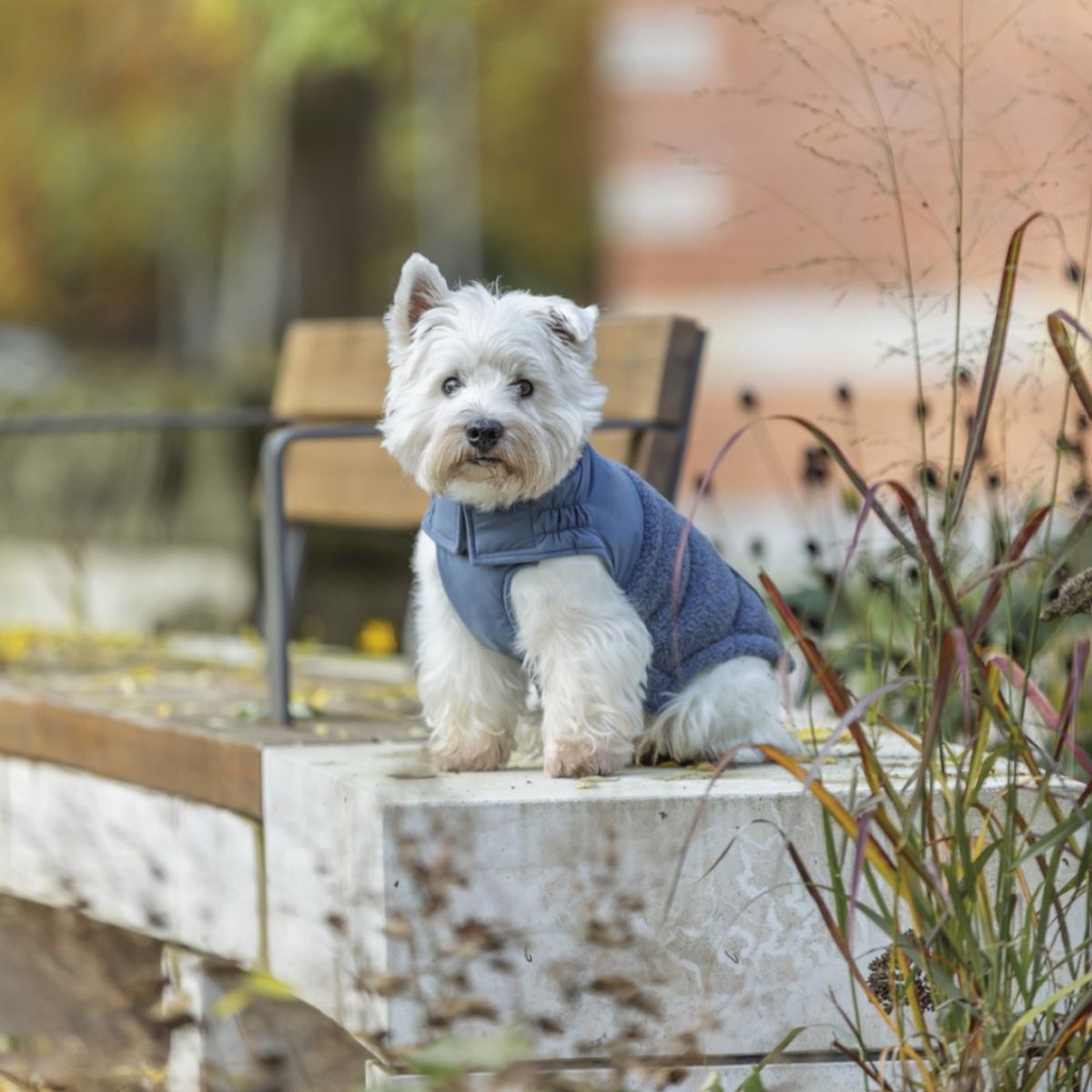 Blått teddy vinterdekken til hund