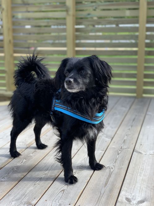Hovedbilde Blå hundesele med refleks og padding