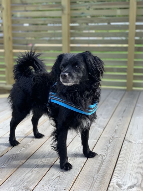Blå hundesele med refleks og padding