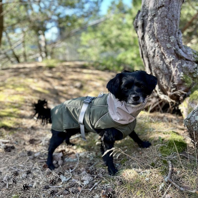 Militærgrønt vannavvisende varmt hundedekken med refleks