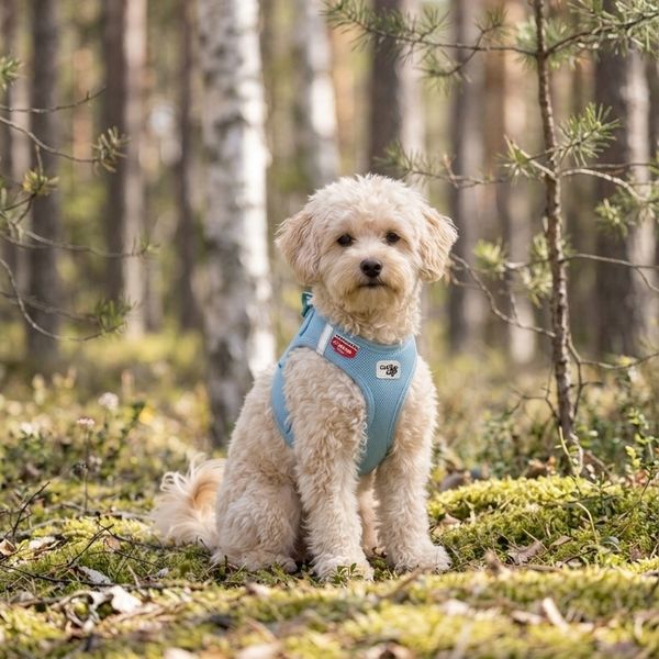 Hovedbilde Curli Clasp Air Mesh hundesele - Skyblue