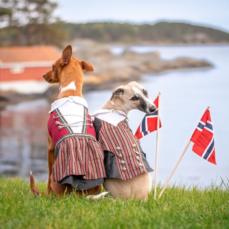 Bunad til hund - Han