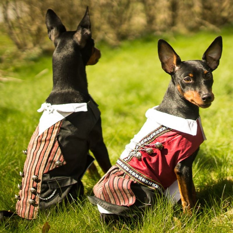 Bunad til hund - Han