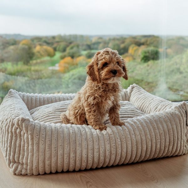 Hovedbilde Cocoon Ribbet fløyel hundeseng i 3 str, Lys beige