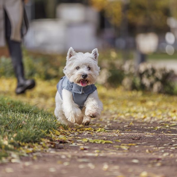 Hovedbilde Blått teddy vinterdekken til hund