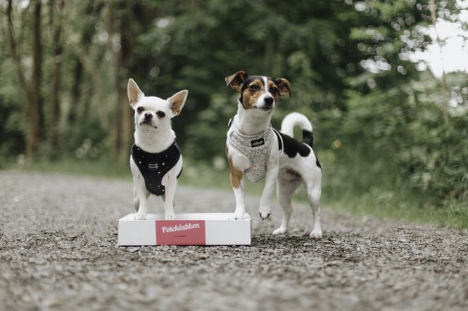 Hovedbilde Poteklubben Forundringspakke Hund
