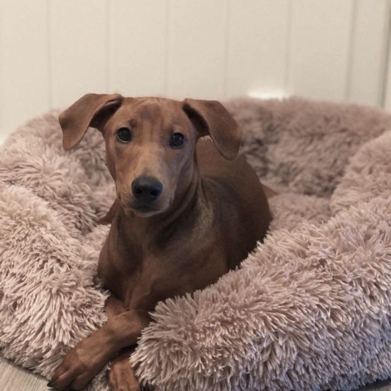 Brun khaki donut hundeseng - Fluffy rund hunde - og katteseng, flere str