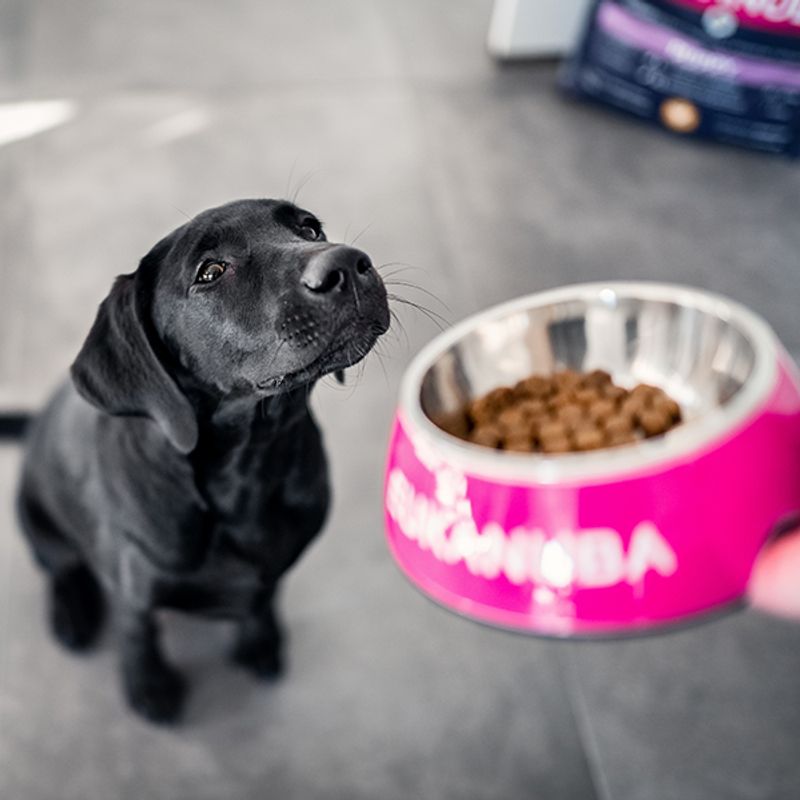 Eukanuba Adult Large Breed kylling 3kg