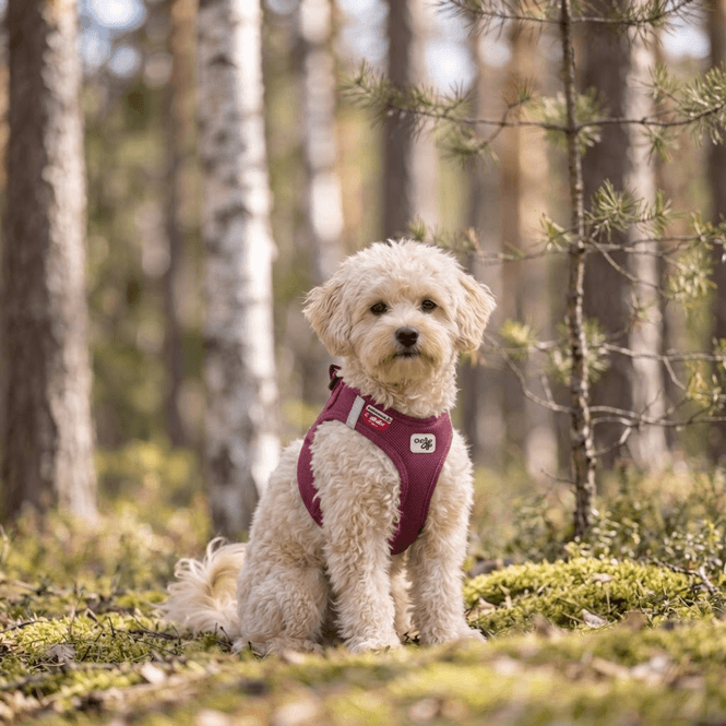 Hovedbilde Curli Clasp Air Mesh hundesele - Ruby