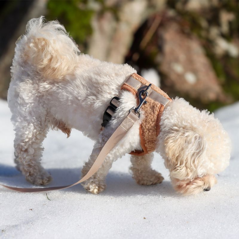 Beige Teddy hunde- og kattesele