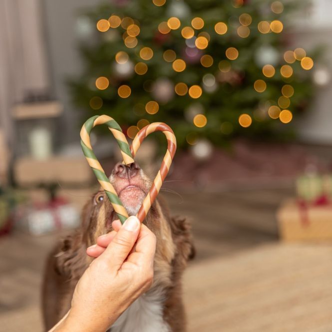 Hovedbilde Candycane hundetygg 