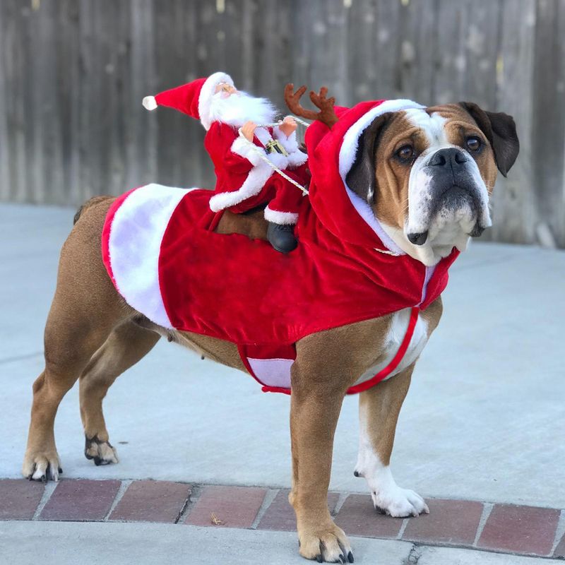 Hundekostyme til jul - julenissen som rir på reinsdyr 