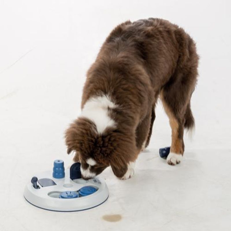 Flip Board Level 2 - aktiviseringsleke til hund