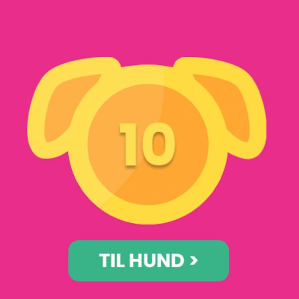 10kr hund