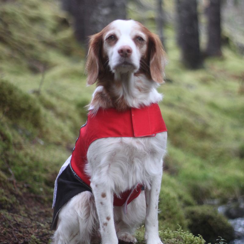 Bunad til hund, hardanger - tispe
